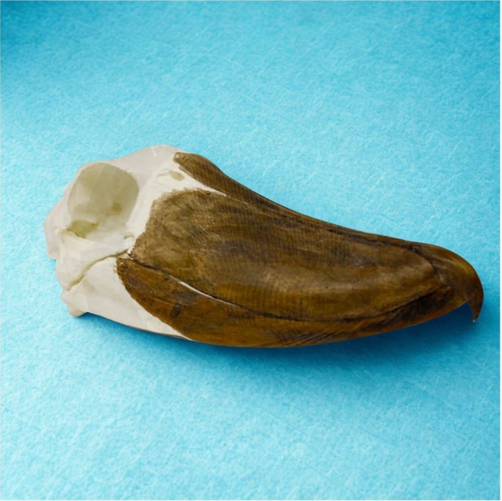 SHOEBILL SKULL REPLICA