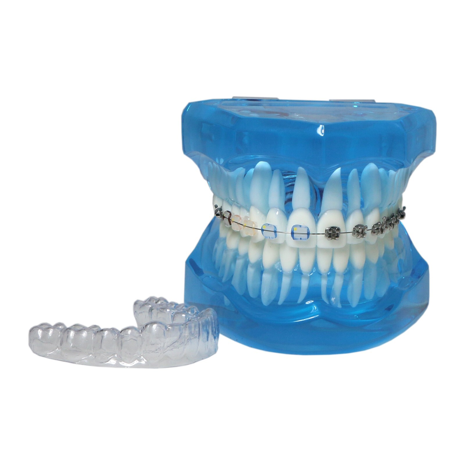 Dental Ortho Teeth Model With Metal Ceramic Brackets Lingual Braces Tube Teach