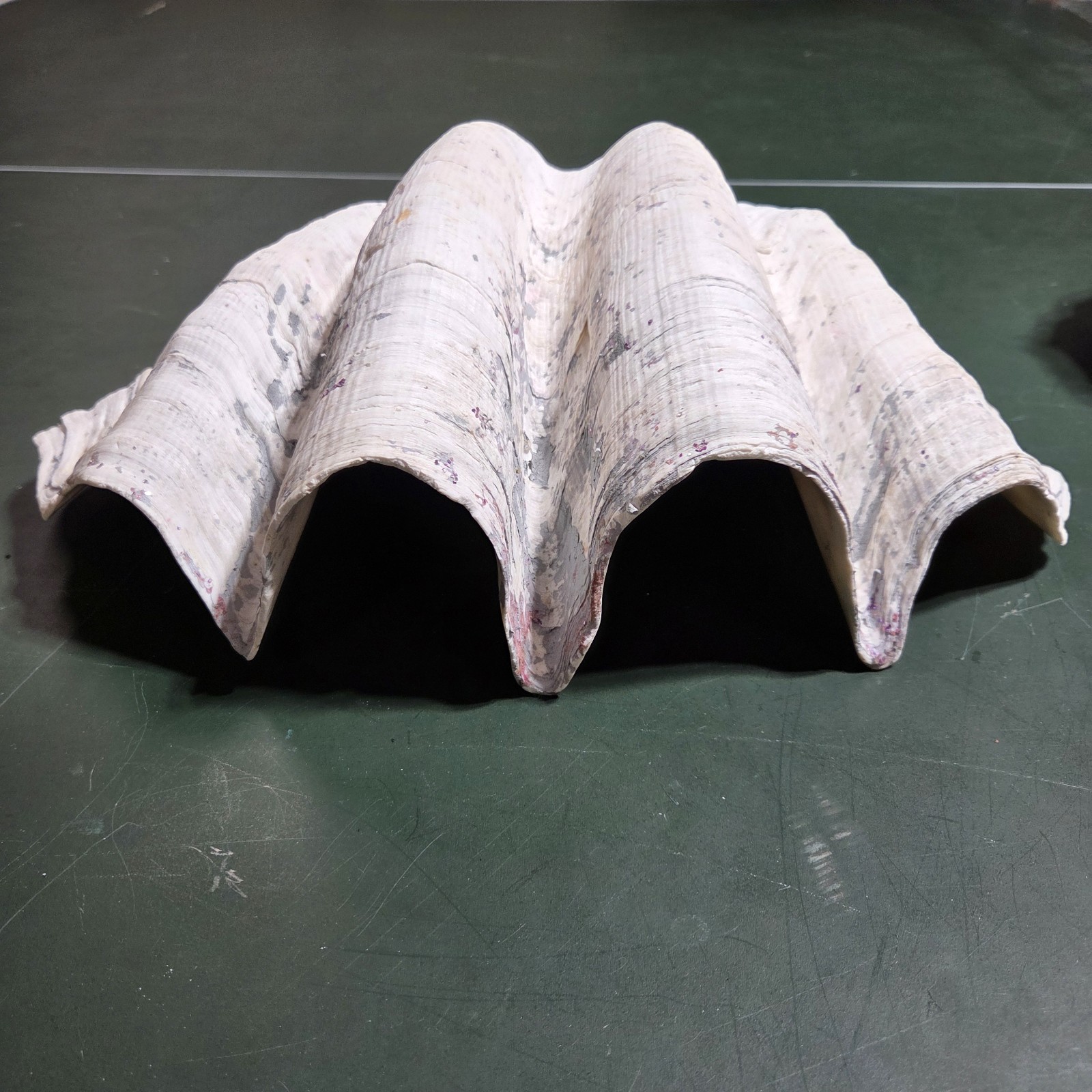 REAL 15½" Natural Giant Clam Shell Tridacna Gigas Sea *AND* 10" Giant Clamshell