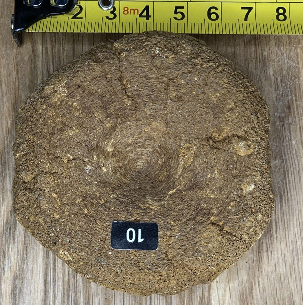 Fossil Specimen, Ichthyosaur Vertebrae, Lower Cretaceous, Berkshire, 75mm
