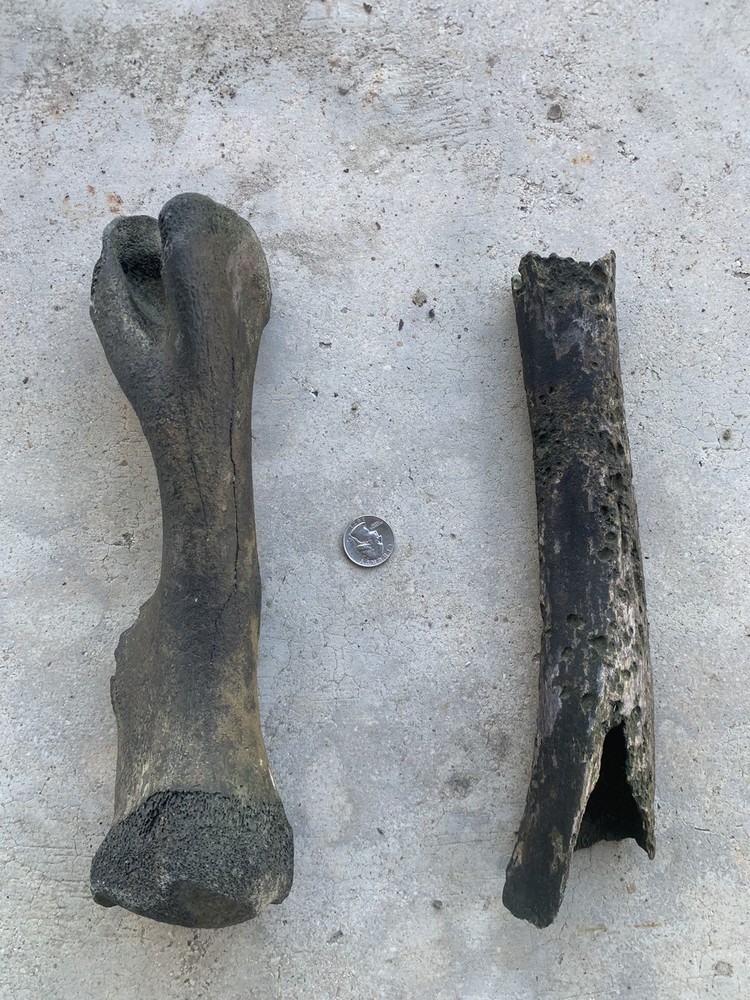 Fossilized Bison Bones