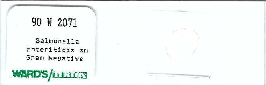Salmonella enteritidis Microscope Slide