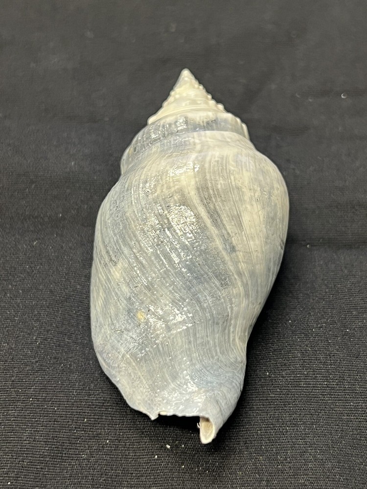 RARE Fossilized FIGHTING CONCH Shell From Central Florida, Pliocene Era.