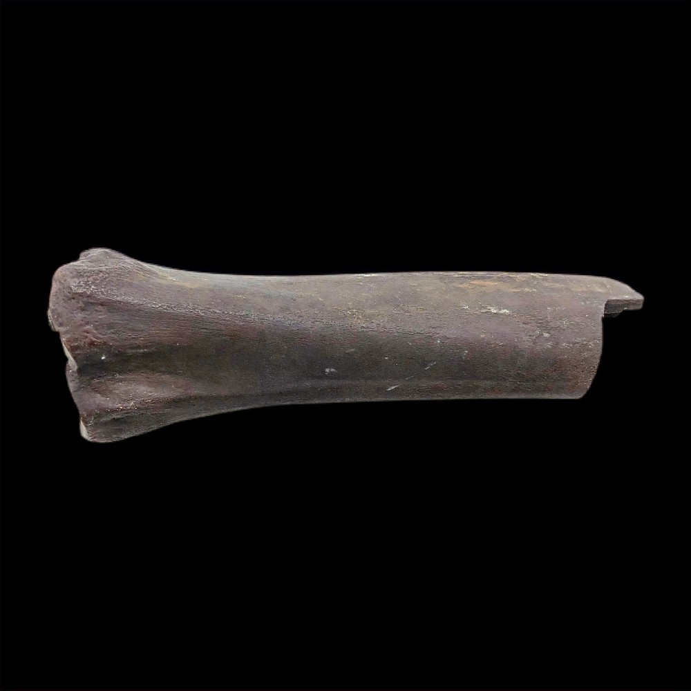 Extinct Ice Age Camel Metapodials