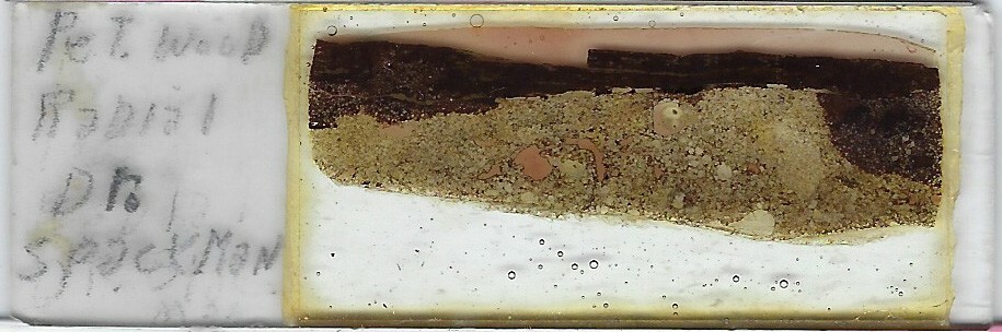 Petrified Wood Petrographic Microscope Slide