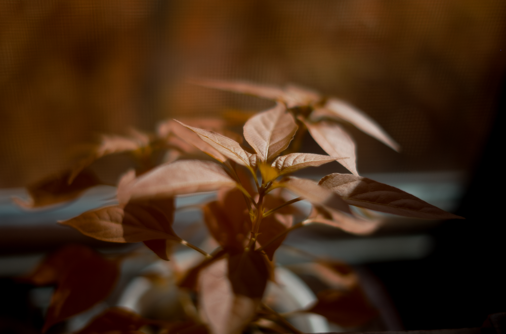 Aerochrome Filter - VisionArchitectOptics - All Sizes - IR Infrared filter EIR