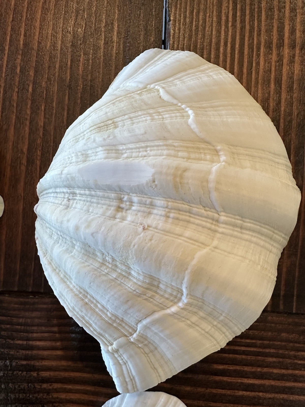 Set Of 6 TRIDACNA GIGAS(?) Clam Sea Shells Half 6” x 4” BEAR PAW Nautical Ocean