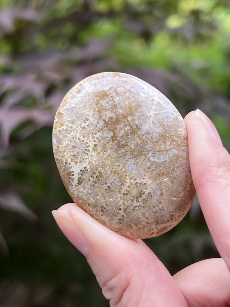 Fossilized Coral Crystal Palmstone AAA+ 37