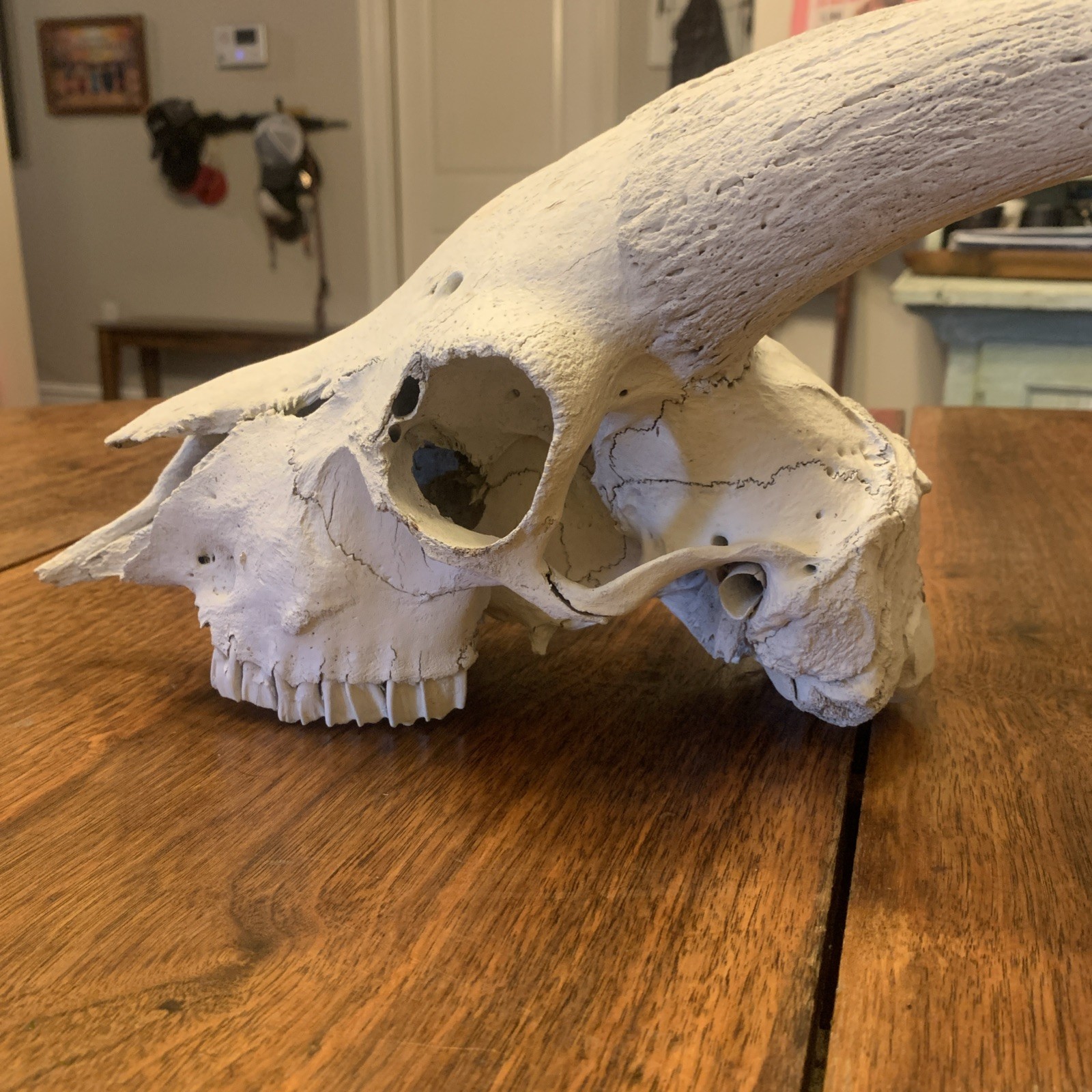 Large Authentic Goat Or Ram Skull - Taxidermy - Clean - Oddities Friendly