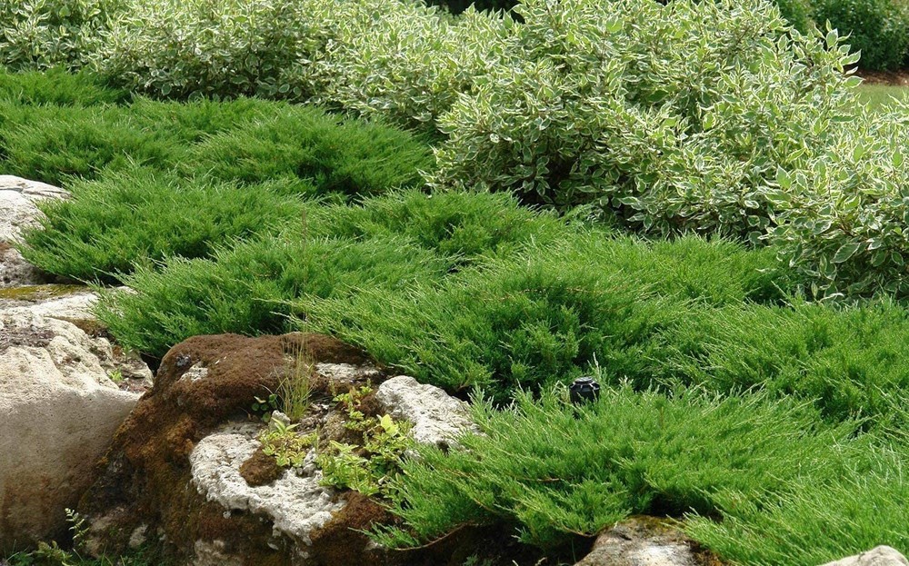 Juniper Andorra Compacta - Live Plants - Juniperus Horizontalis - Drought...