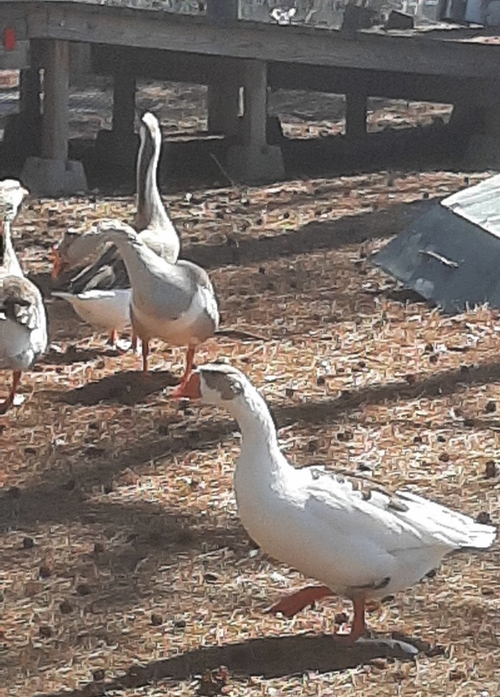 Available Now 5 + 1 Extra Fancy Breeds Geese Hatching Eggs