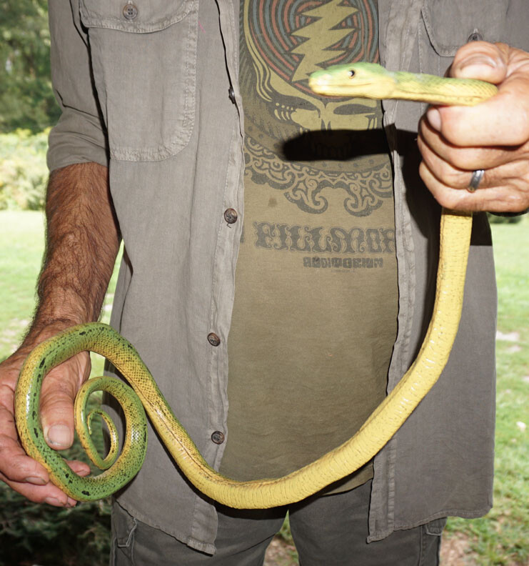 Green Mamba -52" Realistic Snake Replica - Rubber AAA