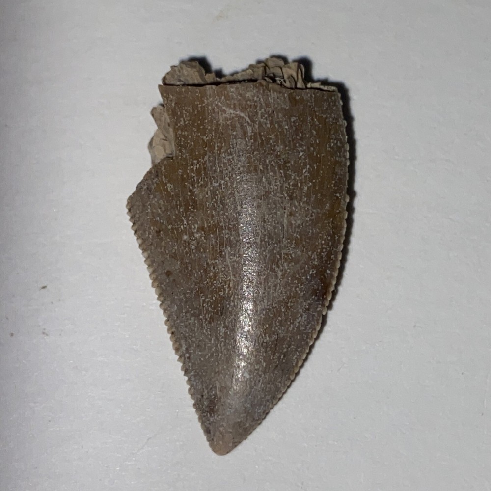 majungasaurus tooth