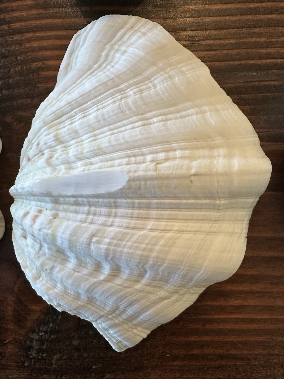 Set Of 6 TRIDACNA GIGAS(?) Clam Sea Shells Half 6” x 4” BEAR PAW Nautical Ocean