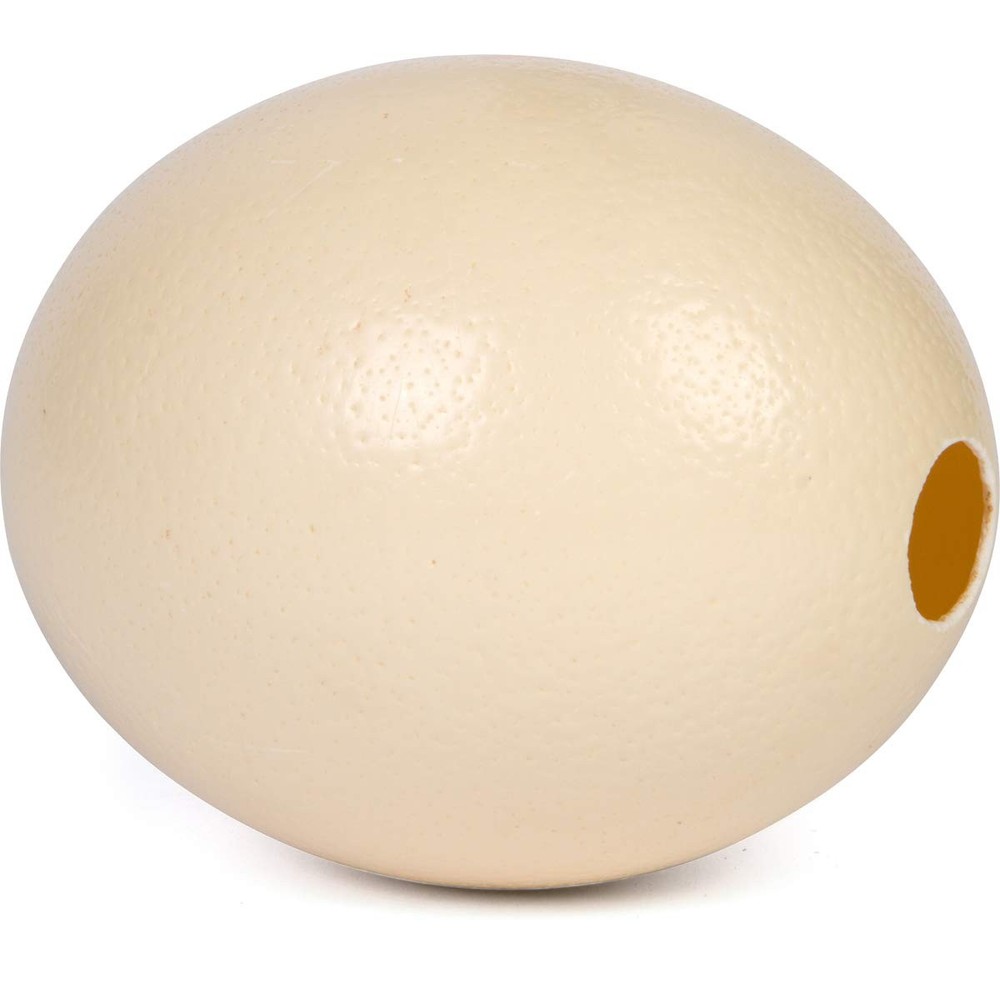 Premium Ostrich Eggshell Grade A, Large Size