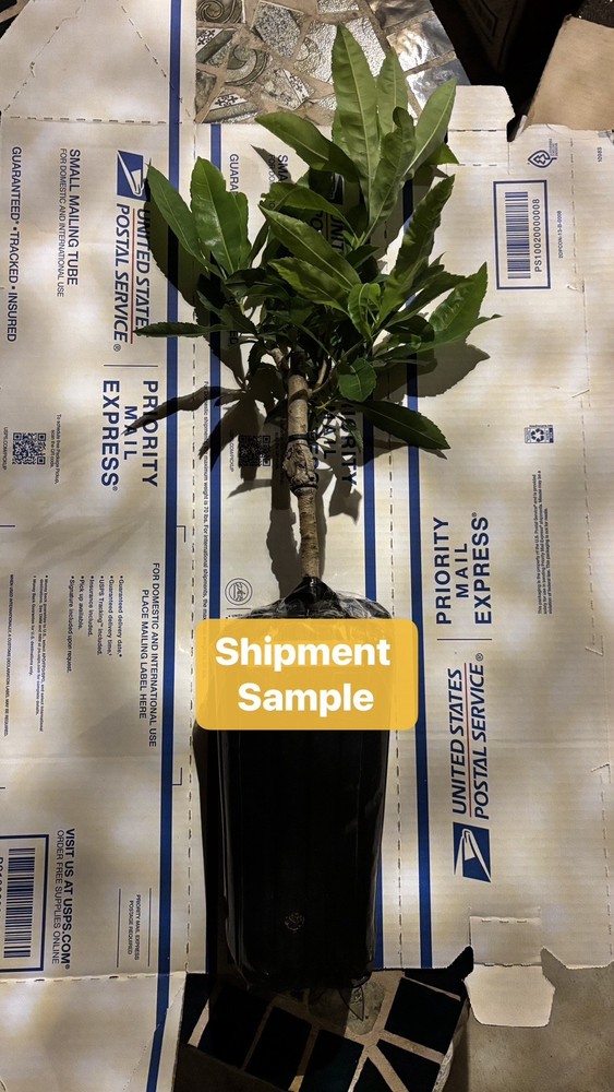 Grafted Yangmei Tree - ⭐️Improved Dongkui⭐️(2-year-old grafted)