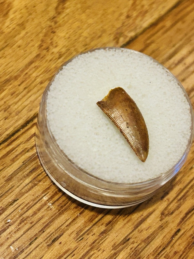 Fossil Raptor Tooth