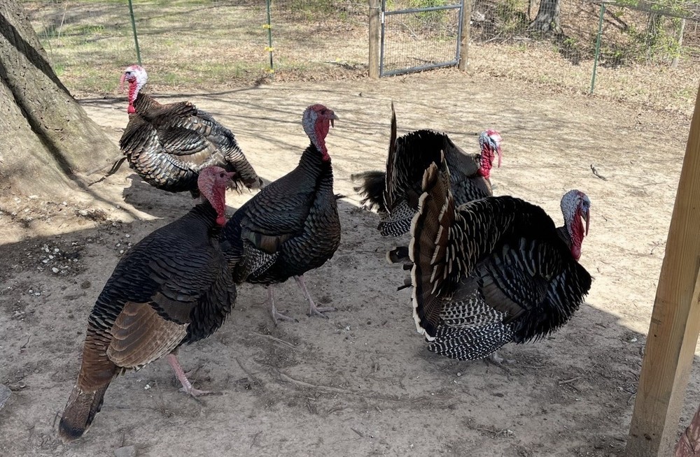 6 RIO GRANDE TURKEY EGGS