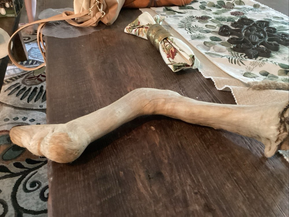 Mammoth Bone