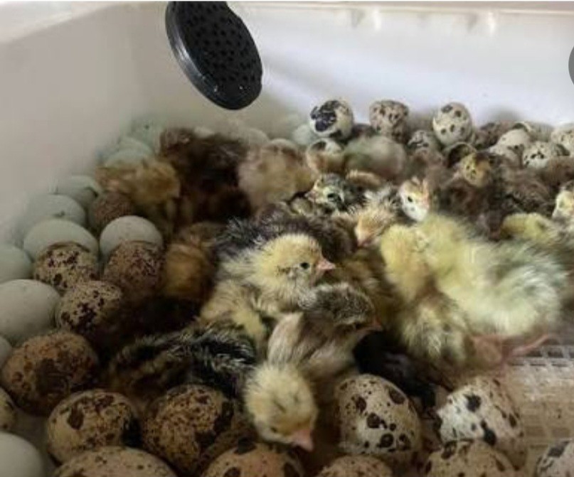 Jumbo Brown Coturnix Quail Hatching Eggs-24