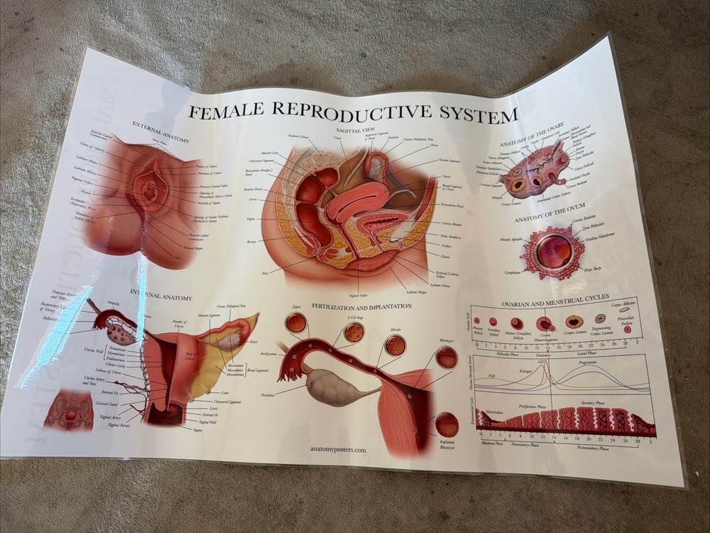 Female Reproductive System Chart 26.5”x17.5”