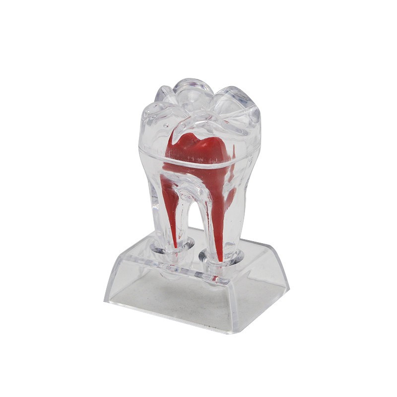 Dental Dentist Crystal Base Hard Plastic Separable Teeth Tooth Molar Model