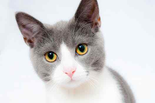 digestive support cats - CAT DIGESTIVE AID - cat acidophilus 2B