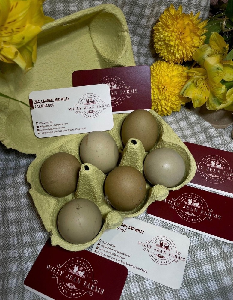 6 Fertile Olive Egger Hatching Chicken Eggs