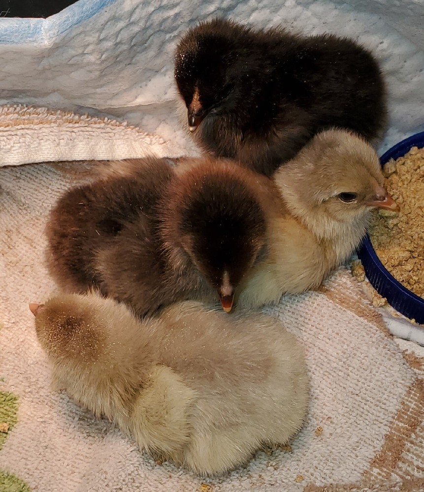 ARAUCANA FERTILE EGGS 12+ Standard size Multi colored flock!