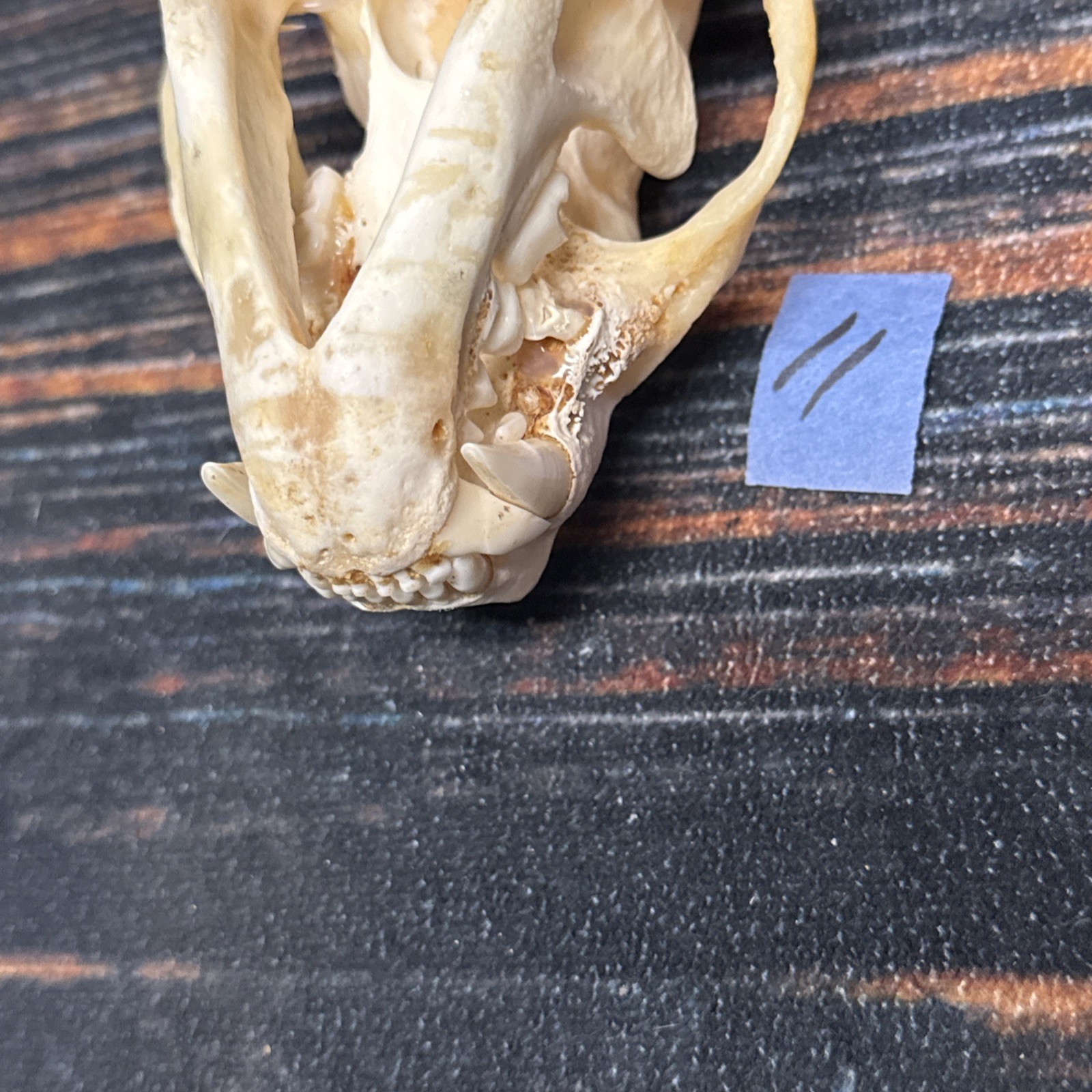 Real XL Badger Skull Unique Gift Halloween Craft Animal Mount Art Model Head Odd