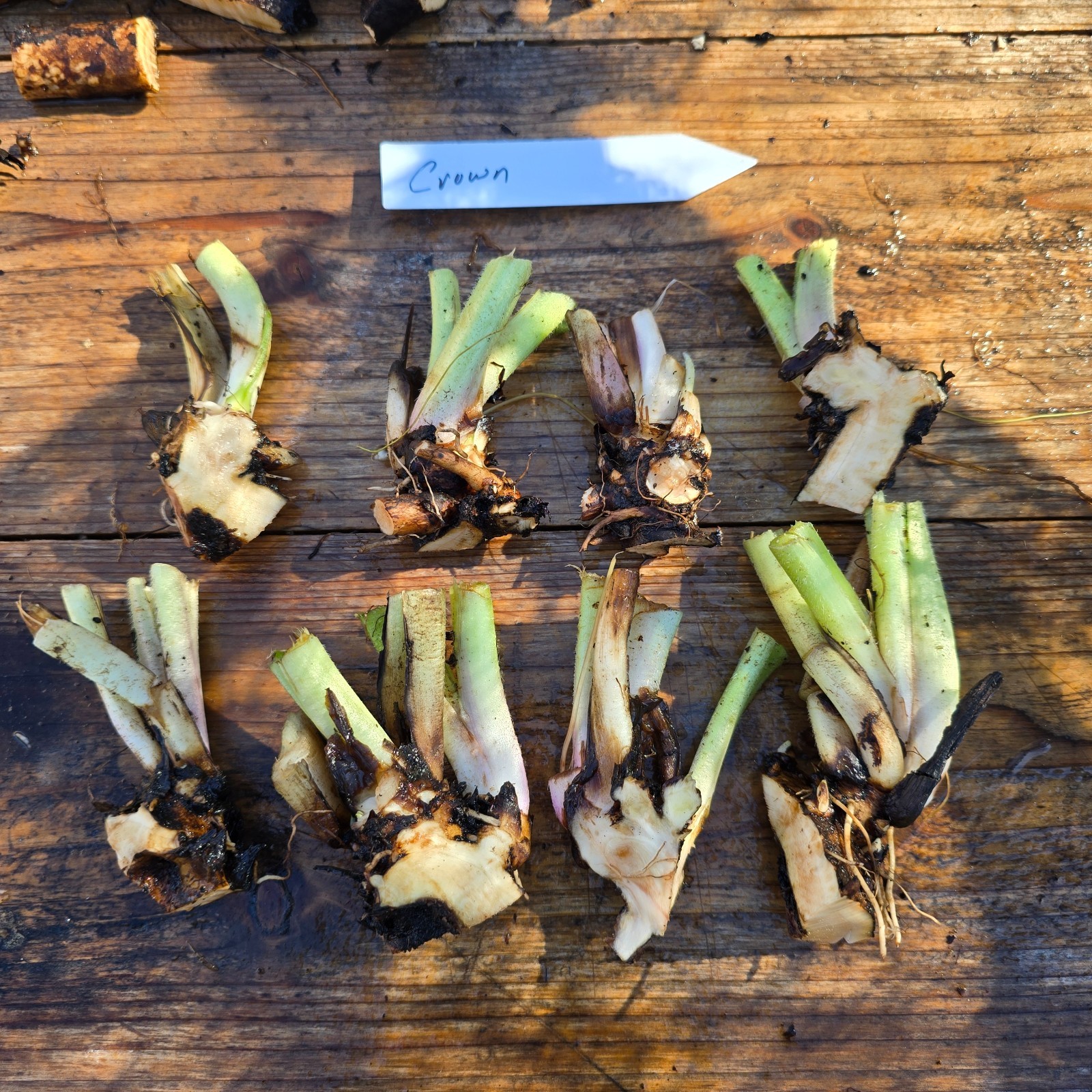 Comfrey Crowns (5-Pack) – Bocking 14 Variety | Freshly Dug | Veteran Urban Farm