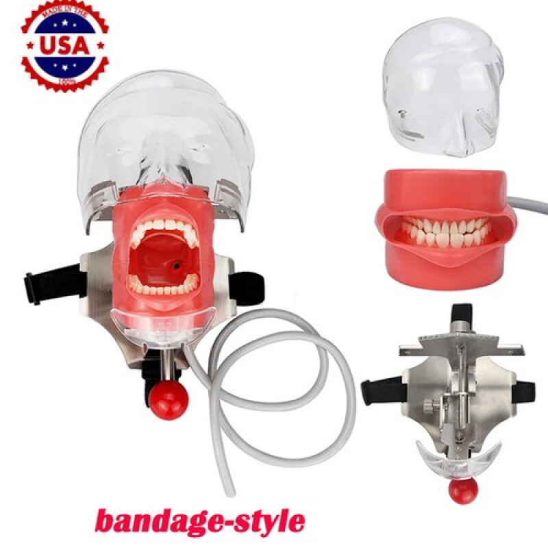 US Ship Dental Simple Head Model simulator Teeth model dental simulation unit.
