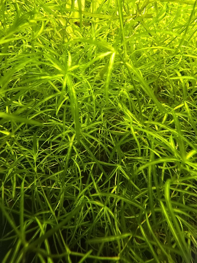 Live Aquarium Plant Water Quality Bundle – Guppy Grass, Frogbit & Java Moss