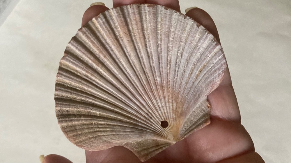 27 MEXICAN FLAT SEA SCALLOP SHELLS