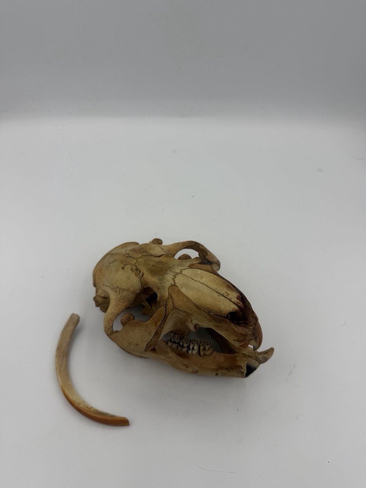 Beaver Skull W/Unique Tooth