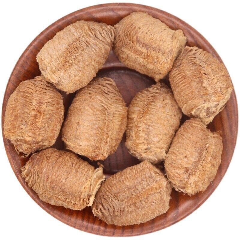 10 - Praying Mantis Egg Cases - Newest Crop