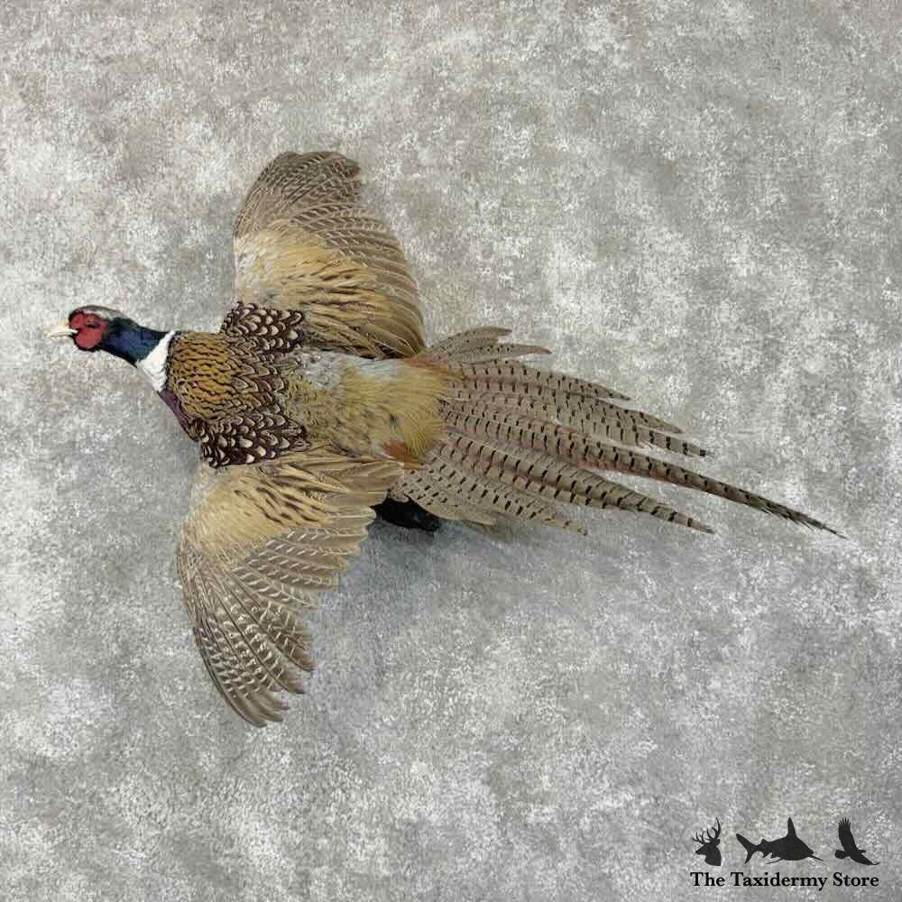 #31739 P | Ringneck Pheasant Taxidermy Bird Mount For Sale