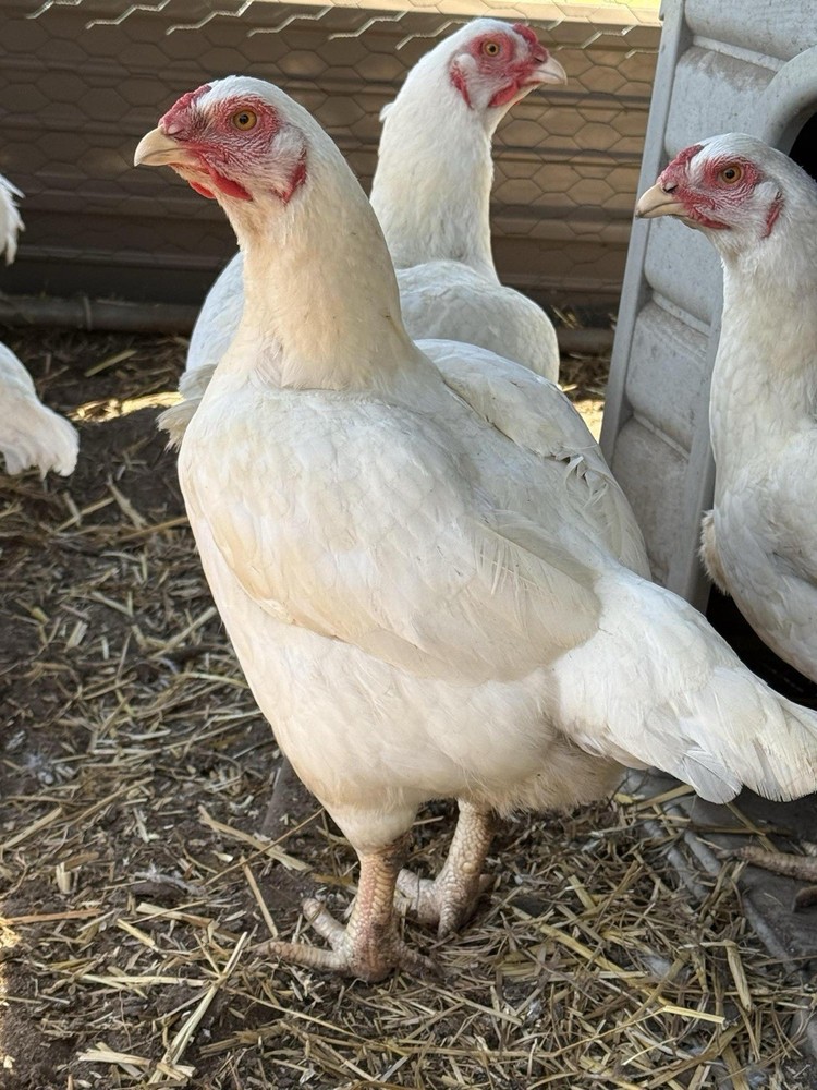 12 Standard White Cornish Hatching Eggs