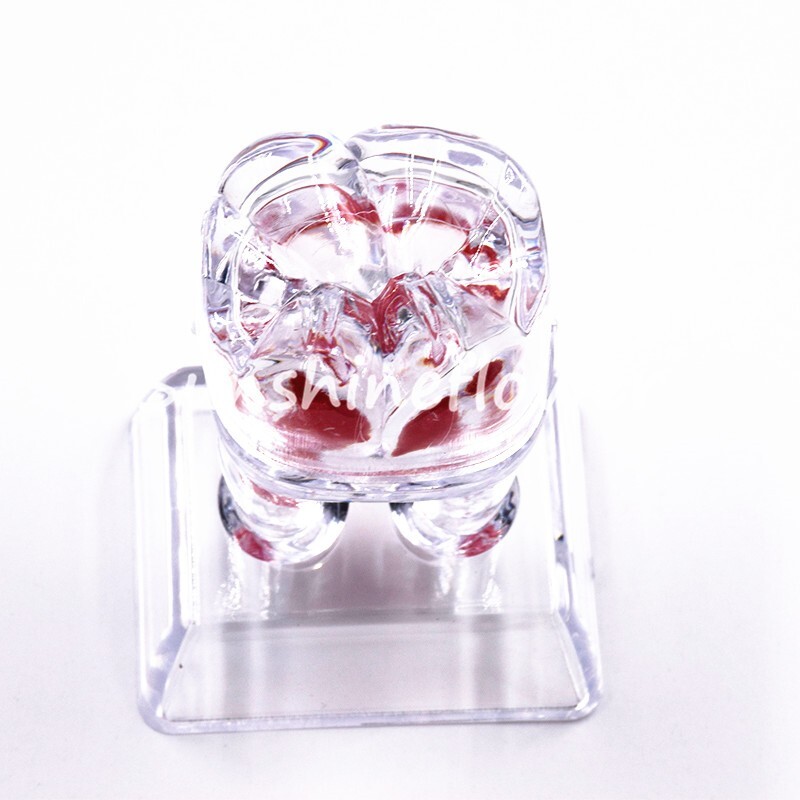 2X Dental Crystal Base Teeth Model Hard Plastic Teaching Demonstration Separable