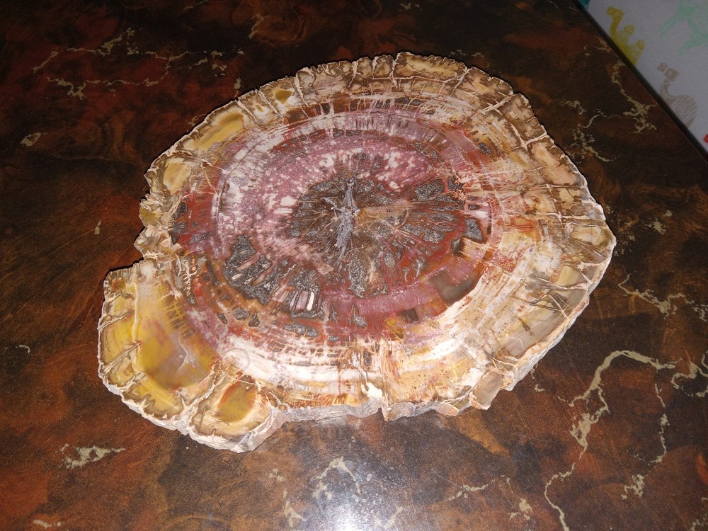 Petrified Wood from Madagascar