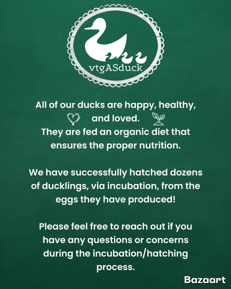 4 DUCK EGGS- WILL SHIP THE SAME DAY THEY ARE LAID