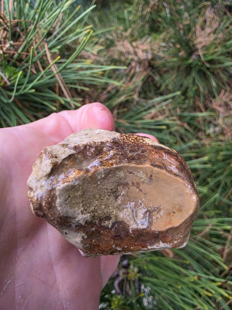 Partially Digested Mosasaur Thoracic Vertebrae TX Fossil Mosasaurus