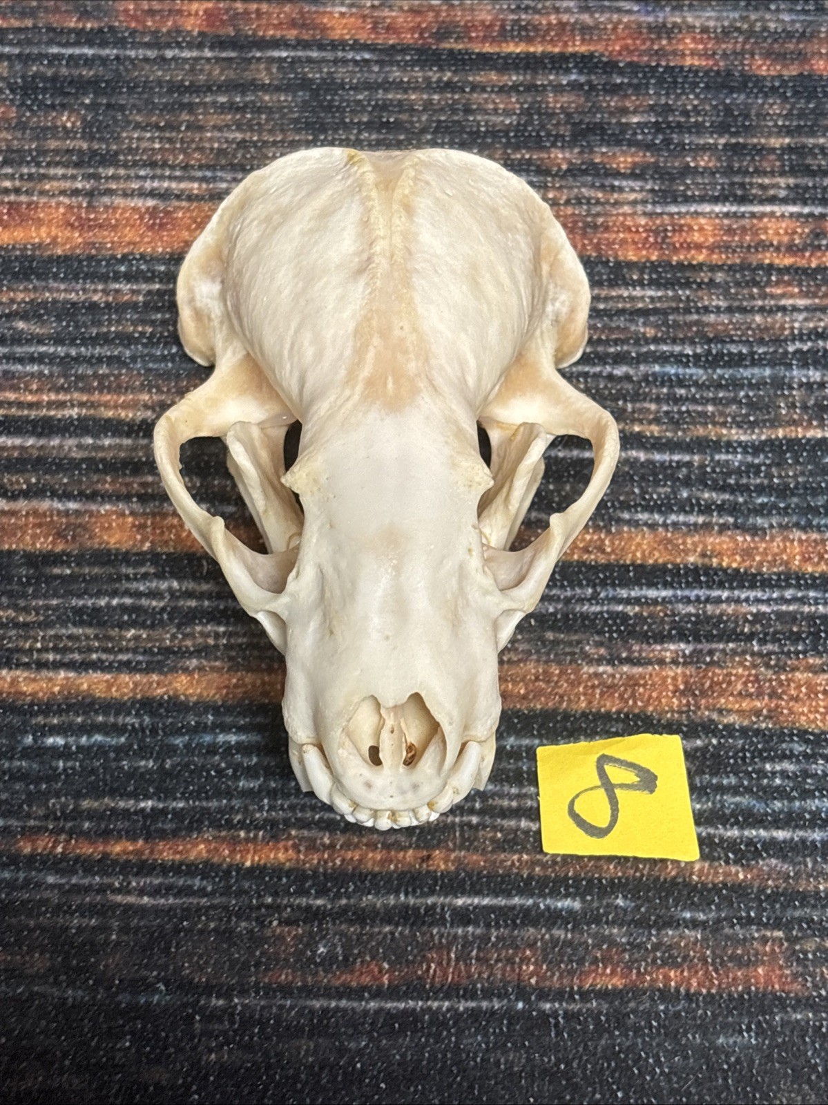 Real XL Badger Skull Unique Gift Halloween Craft Animal Mount Art Model Head Odd