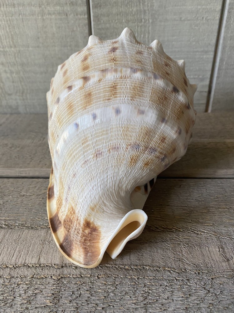 Cassis Cornuta Seashell Horned Helmet Shell 7.5”