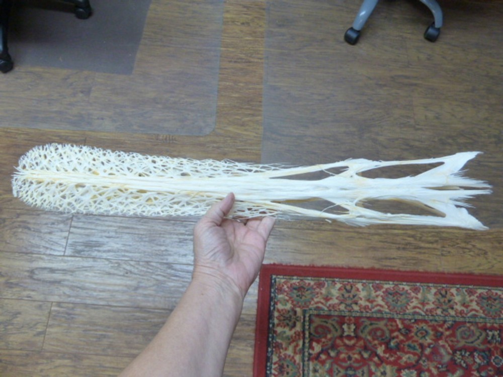 W3-q) 24" Paddlefish skeleton head bill Polyodon spathula spoonbill paddle fish