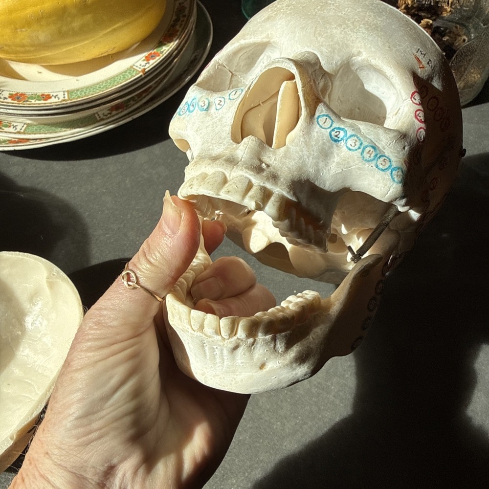 Replica Human Skull Anatomical Model with Removable Skull Cap