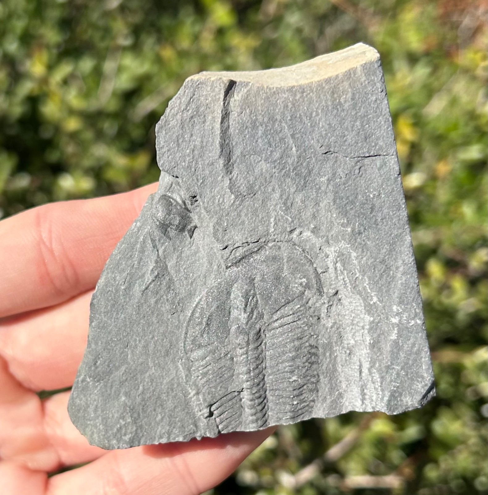 Washington Fossil Trilobite Ogygopsis Metaline Formation Cambrian Bug in Matrix