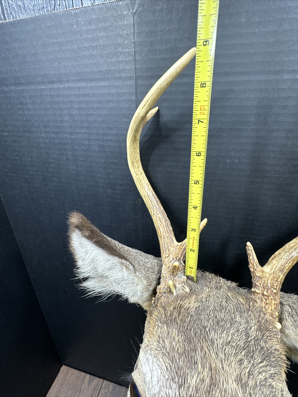 Nice 6 Point Whitetail Deer Buck Shoulder Mount Taxidermy