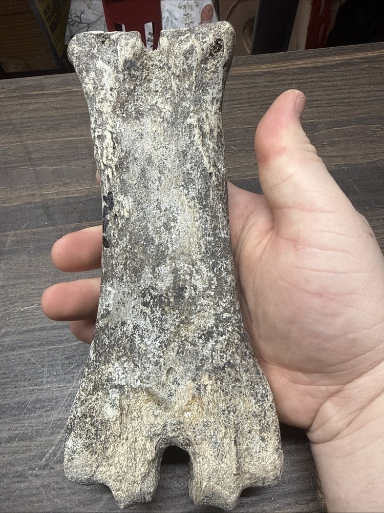 Unknown Fossil Leg Bone Bison?