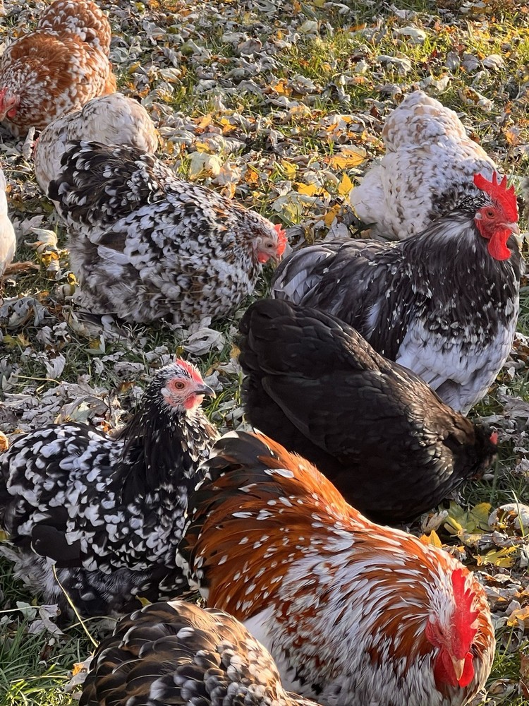 Bantam Cochin Hatching Eggs 12 ++ Assorted Colors NPIP